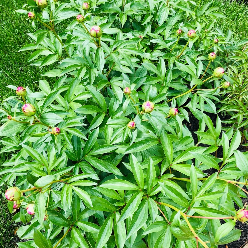 Meet your Posher, Jin